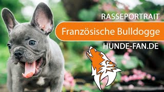 ► Französische Bulldogge 2018 Rasse Aussehen amp Charakter [upl. by Han]