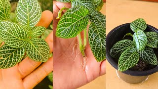 How To Grow Fittonia Plant From Cuttings [upl. by Spurgeon693]