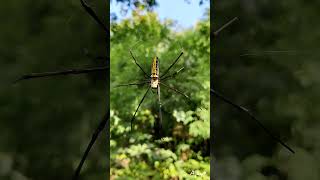 Nephila pilipes Giant golden orb weaver [upl. by Anglim388]