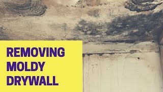 How To Remove Moldy Drywall Get Rid of Mold [upl. by Gentry558]