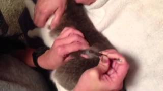 Stewarts Cuterebra Parasite Removal [upl. by Husein761]