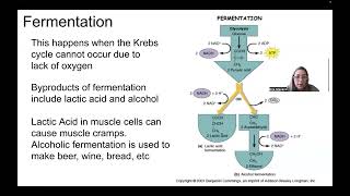 Cellular Respiration [upl. by Glenn285]