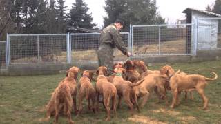 How to give treats for a pack of vizslas á la Zöldmáli Kennel [upl. by Norvall112]