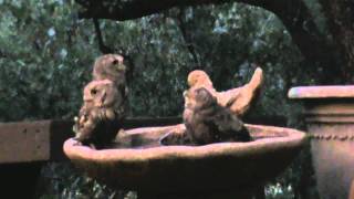 Baby Owls in Bird Bath [upl. by Olocin]