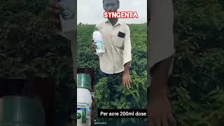 Syngenta వారి Miravis duo results in the crop of Chilli [upl. by Dianuj]