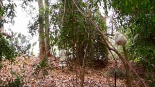 Dancing Lemurs Verreauxs Sifaka in Slo Mo Madagascar [upl. by Nellaf]