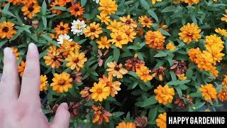 Harvesting Zinnia Profusion Seeds HappyGardening garden zinnia seeds flowers [upl. by Zeidman]