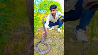 पहिल्यांदाच ऐवडा खतरनाक कोब्रा टंन्ट करताना🥵🚷snake videoanimal rescuecobra snake rescueking cobrasna [upl. by Aerdnael]