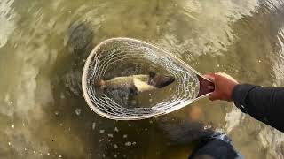 Ep 22 NICE Cutthroats out of Long Draw Reservoir on terrestrials [upl. by Aiz212]