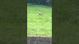 Eurasian Jay Pecking the Earth [upl. by Harald]