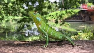 Katussaකටුස්සා the lizard [upl. by Blainey]