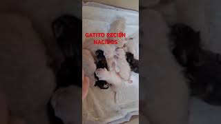 VIDEO DE GATOS RECIÉN NACIDOS🐈🐕‍🦺🐈‍⬛🐈 [upl. by Kcirredal239]