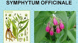 SYMPHYTUM OFFICINALE  ΑΝΤΙΜΕΤΩΠΙΣΗ ΟΞΕΩΝ ΚΑΤΑΣΤΑΣΕΩΝ ΜΕ ΤΗΝ ΟΜΟΙΟΠΑΘΗΤΙΚΗ [upl. by Ervin395]