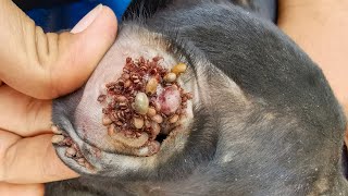 Removing All Ticks From Dog  Dog Ticks Removing Clip  Ticks Removal Videos EP 21 [upl. by Placidia463]