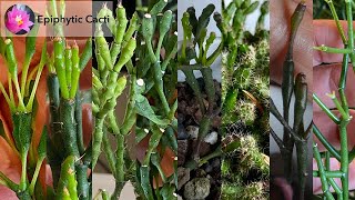 Clonal Variation in Epiphytic Cacti [upl. by Cornel]