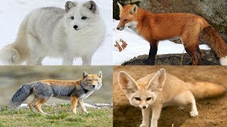 All Fox Species Genus Vulpes  Species List [upl. by Ahsemac]