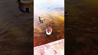 Tingley Beach Albuquerque New Mexico youtubeshorts ducks geese [upl. by Esinel939]