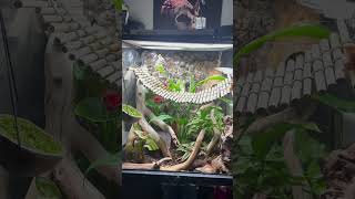 My Crested Gecko and his bioactive setup crestedgecko reptile bioactive [upl. by Aleece]