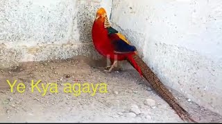 Dost ne ye Kya khareed Liahashirvlogs Jawa MiniZoo Aseel [upl. by Hubsher]