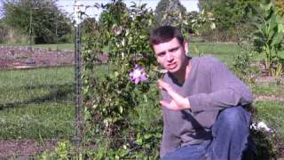 Clematis Care Tips StepByStep Gardening [upl. by Dnumsed]