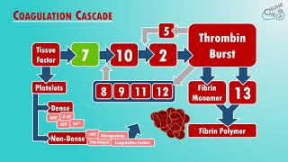 Blood Clotting  The Coagulation Cascade [upl. by Borer]