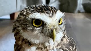 Tippy taps and lightening runs watch a burrowing owl in action 🦉 [upl. by Itida959]