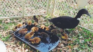 DUCKLINGS have their first SWIMMING lesson [upl. by Crofton278]