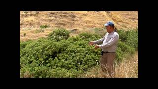 Santa Cruz Island Buckwheat Eriogonum arborescens Santa Cruz Island Channel Islands National Park [upl. by Norrahc]