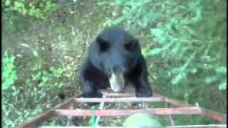 Bear Climbs Hunters Tree Stand [upl. by Razec460]