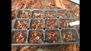 How to propagate Arbutus trees from seed [upl. by Dodi]