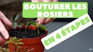 Bouturer des Rosiers 🌹 Quand et Comment faire  4 étapes [upl. by Lissner]