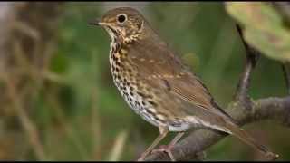 Song Thrush Bird Call Bird Song [upl. by Ottie921]