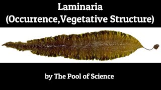 Laminaria occurrencevegetative structure by The Pool of Science [upl. by Castillo462]