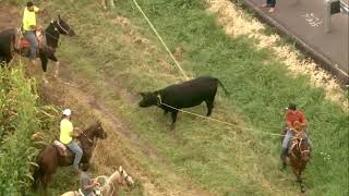 Chopper 7 over several men on horses lassoing bull loose in Marengo [upl. by Eicyaj]