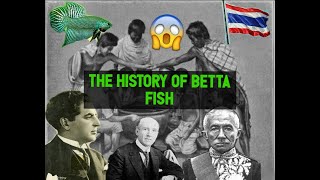 The History of Betta Fish [upl. by Viscardi]