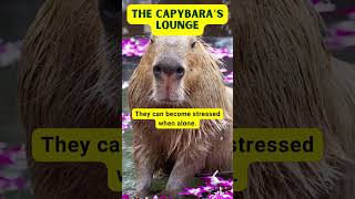 Fascinating Capybara Facts  Discover the Worlds Largest Rodent shorts [upl. by Dyann]