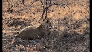 Nkuhuma Lion Pride Sighting  10 October 2024 [upl. by Yoreel]