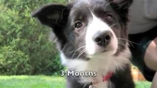 Scrappy the Border Collie Puppy [upl. by Hama]