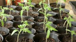 Phototropism in Tomatoes  Timelapse [upl. by Ettennaj]