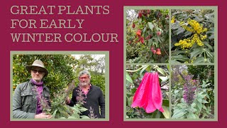 Great flowering plants for early winter colour perennialsshrubsclimbers [upl. by Hillery]