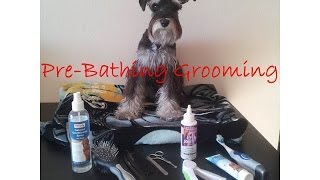 PreBathing Grooming Session of a Miniature Schnauzer [upl. by Melar]