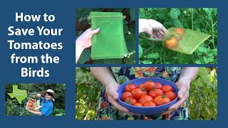 How to Save Your Tomatoes from the Birds [upl. by Plotkin]