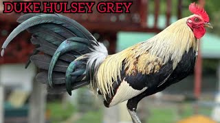 Duke Hulsey Grey Ruble Hatch Boston Roundhead Wakela Farm Bacolod [upl. by Sternberg]