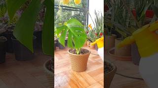 How to Transplant water rooted Monstera plant to Soil [upl. by Edlihtam304]