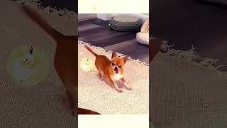 cat dog dogs cut cute love lovecats lovedogs funny virla viralvideo foryou foryoupage [upl. by Leahcam]