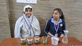 Recycling of Grey Water with Medicinal Plants for Non Potable Use by Leeza Sara amp Tharuni of G10 [upl. by Penthea]