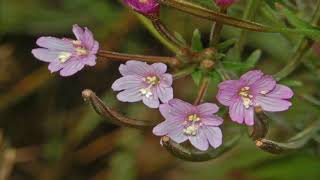 Propiedades Curativas Del Epilobio De Flor Pequeña Epilobium parviflorum [upl. by Lipsey]