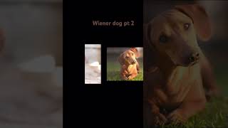 Wiener dog part 2 [upl. by Nale]