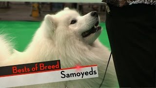 Samoyed  Bests of Breed [upl. by Ahseekan672]