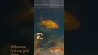 fish tamil🥰😇 aquarium fistvlogviral [upl. by Sihonn]